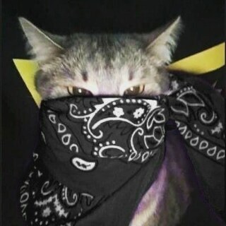 LunarCrow