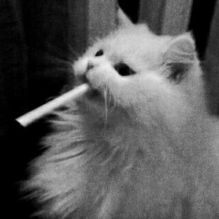 ColdFox