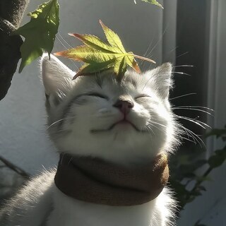 Тайбрейк